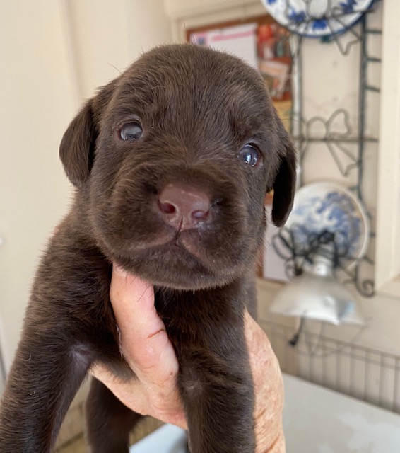 Lani and Maui's pups ultrasound is 11/14/20, birth 12/4, Sir Paddington